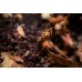 Cochinilla - Isopodo - Porcellionides pruinosus orange